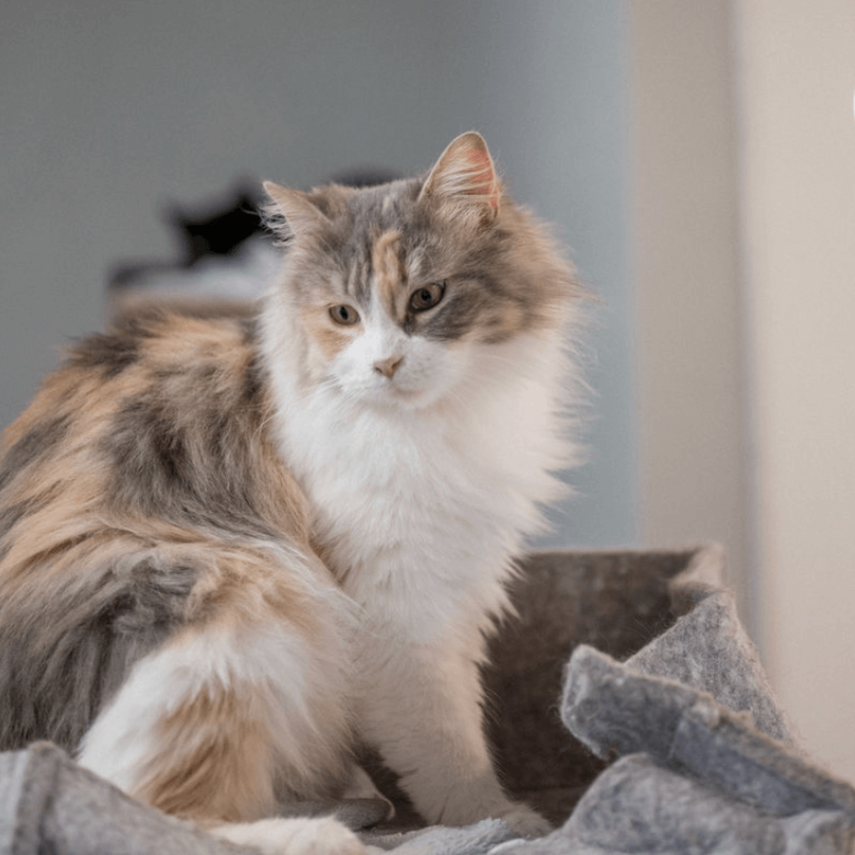 Langhaarige Katze im Tierheim Pinzgau zur Katzenvermittlung in Zell am See