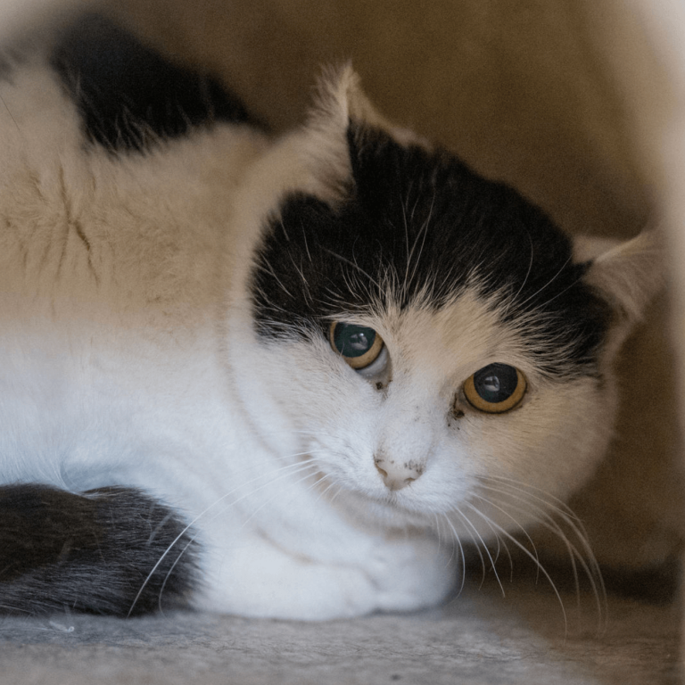 Schwarz-weiße Katze im Tierheim Pinzgau in Zell am See zur Tiervermittlung