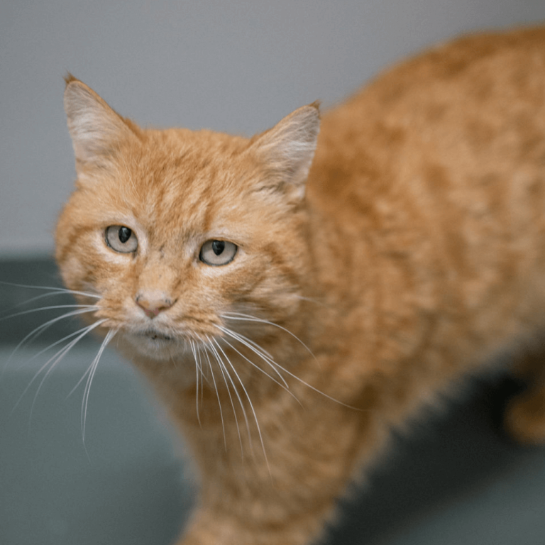Orangefarbene Katze im Tierheim Pinzgau für Tiervermittlung in Zell am See