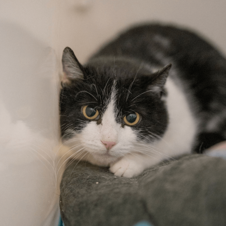 schwarz-weiße Katze entspannt im Tierheim Pinzgau haustier adoption tiervermittlung