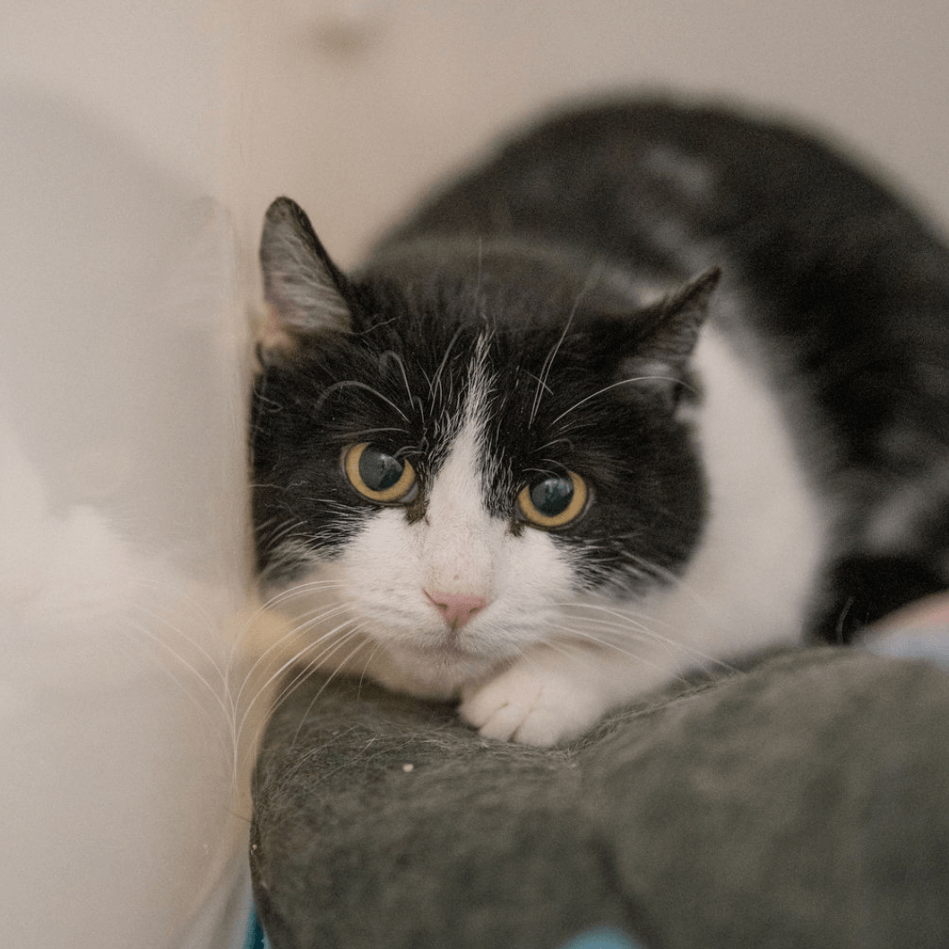 schwarz-weiße Katze entspannt im Tierheim Pinzgau haustier adoption tiervermittlung