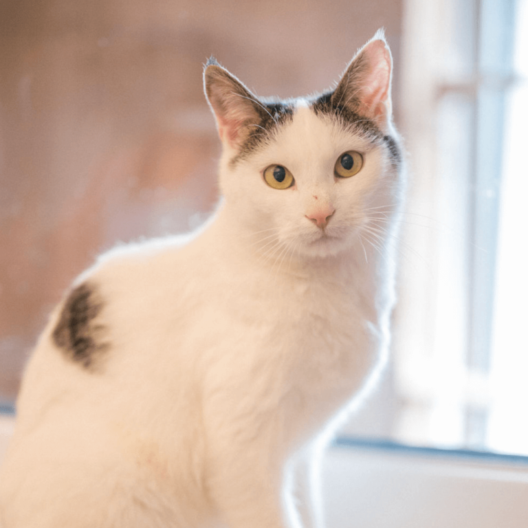 Weiße Katze mit schwarzen Flecken im Tierheim Pinzgau zur Katzenvermittlung in Zell am See