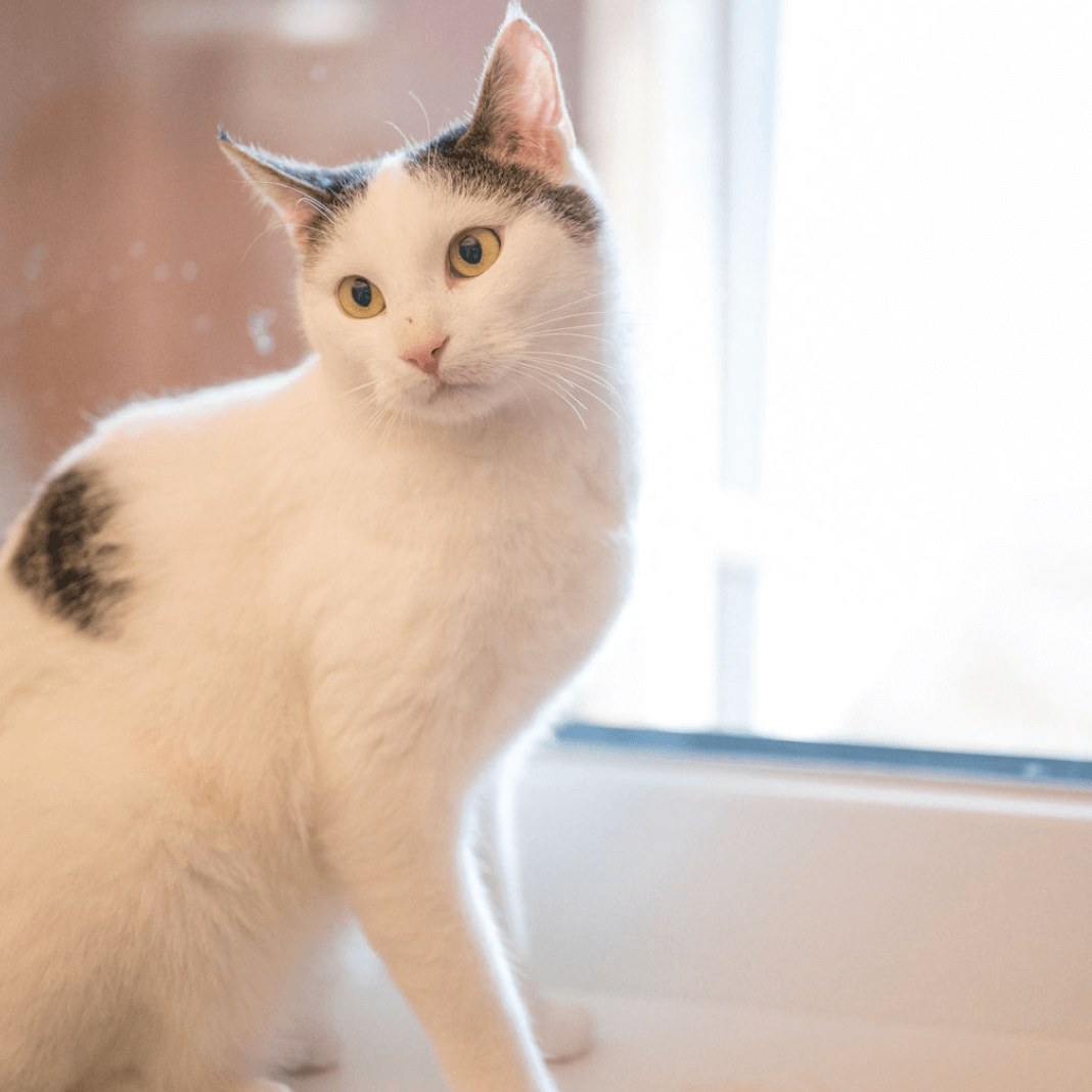 weißgraue Katze am Fenster im Tierheim Pinzgau zur Katzenvermittlung in Zell am See