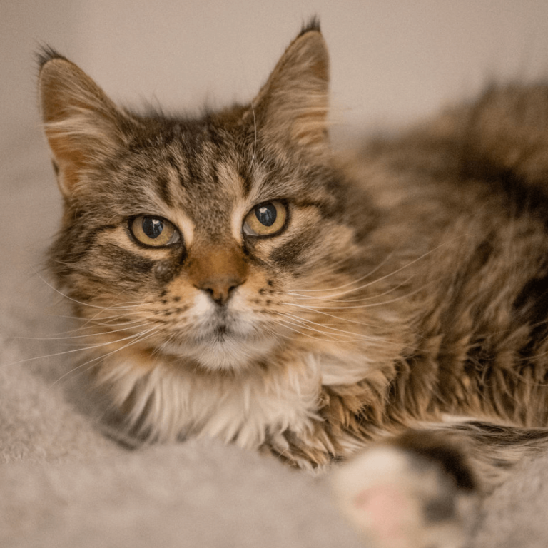 Langhaarige Katze liegt entspannt im Tierheim Pinzgau zur Adoption bereit tierheim zell am see
