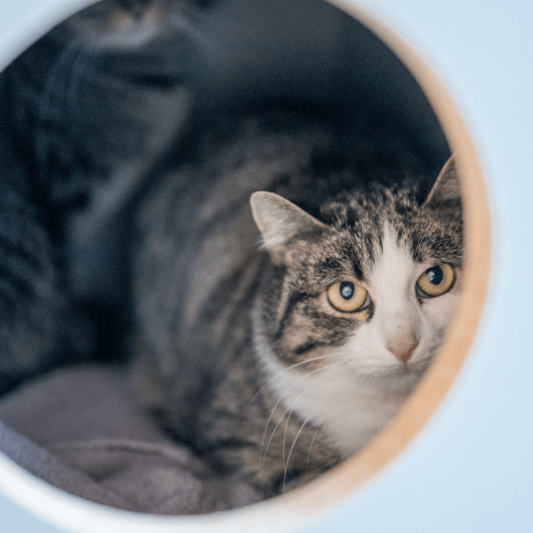 Katze in gemütlichem Rückzugsort im Tierheim Pinzgau für Tiervermittlung in Zell am See