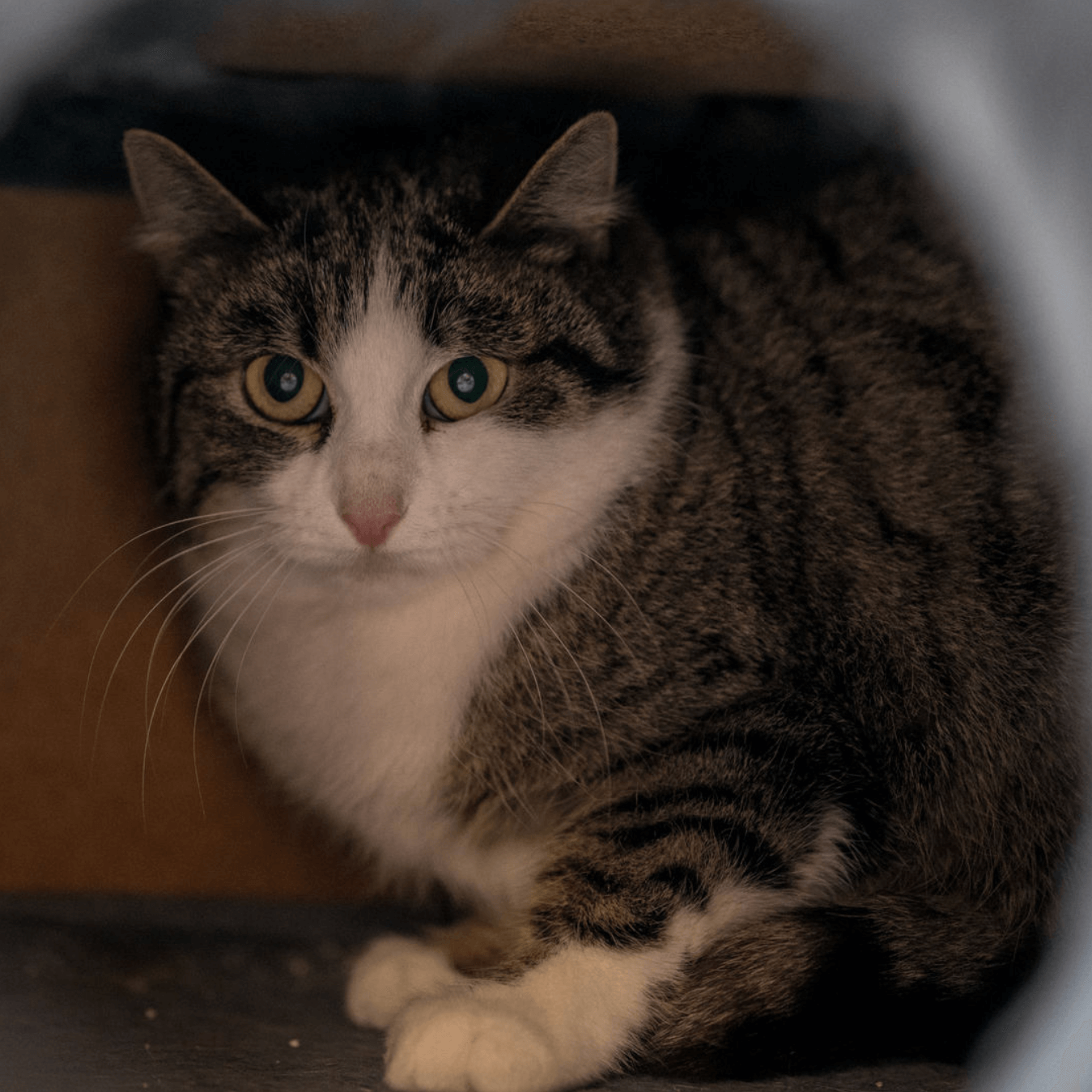 ängstliche getigerte Katze im Tierheim Pinzgau für Tierschutz und Vermittlung