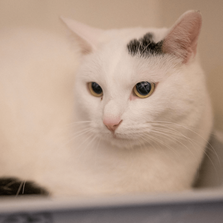 weiße Katze mit schwarzem Fleck auf dem Kopf im Tierheim Pinzgau für tiervermittlung Zell am See