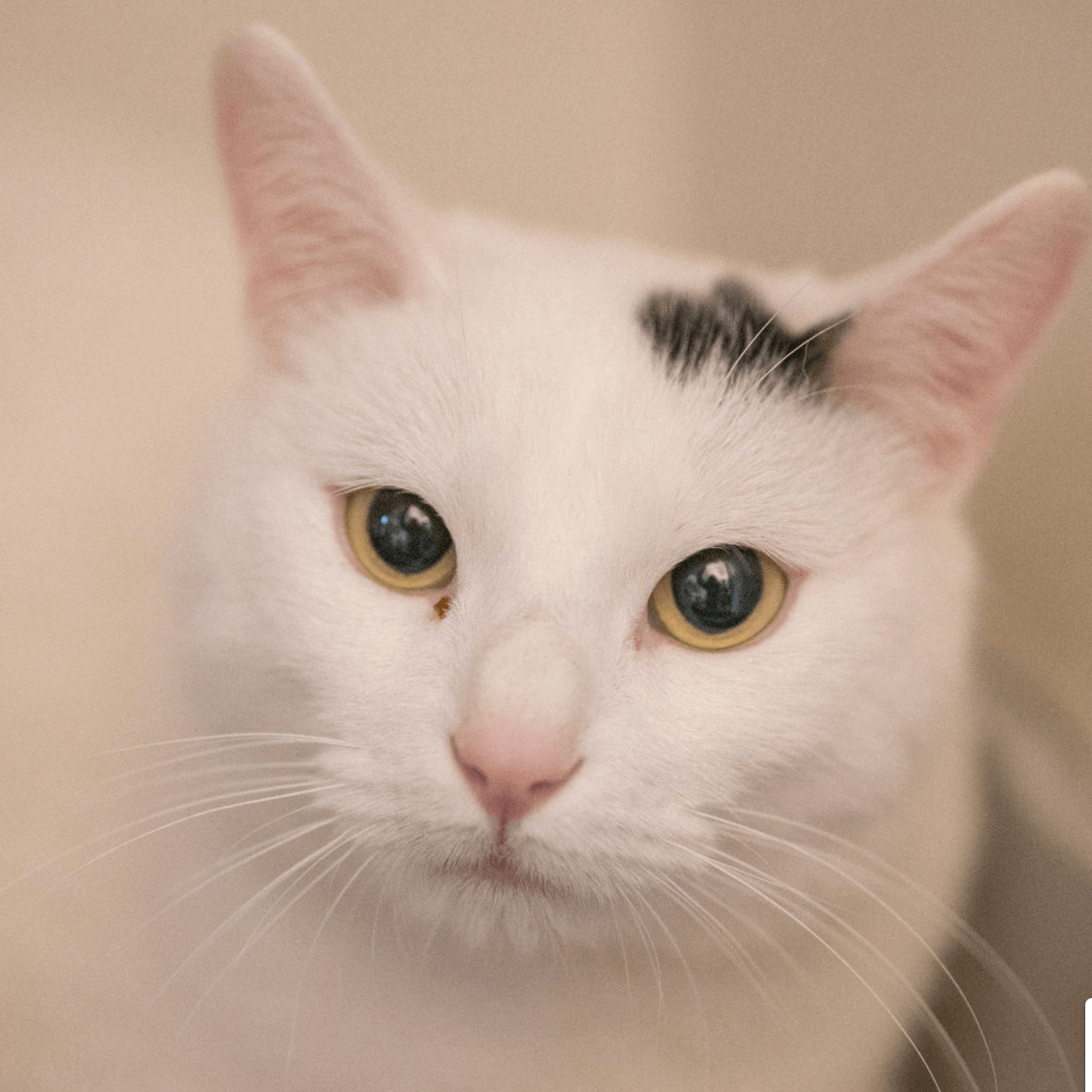 Nahaufnahme einer weißen Katze mit schwarzem Fleck zum Schutz im Tierheim Pinzgau Zell am See
