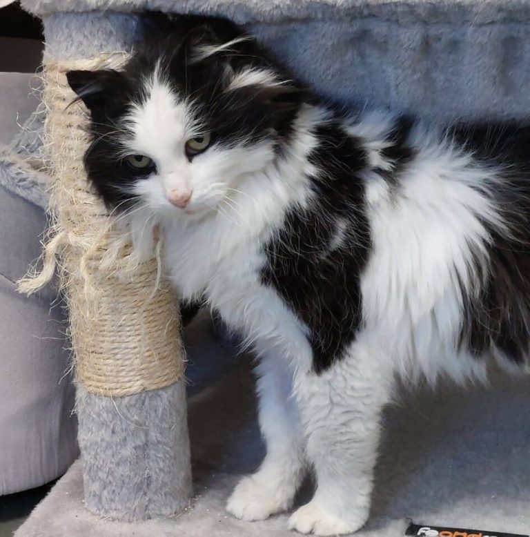 schwarz-weiße Langhaarkatze lehnt an Kratzbaum im Tierheim Pinzgau Katzenvermittlung
