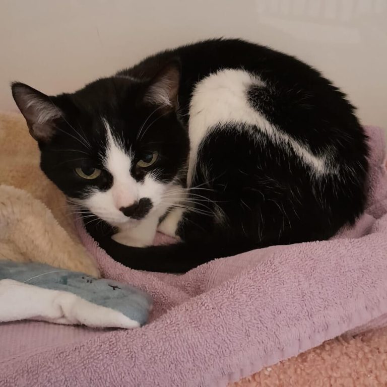 Schwarz-weiße Katze liegt auf Decke im Tierheim Pinzgau zur Katzenvermittlung in Zell am See