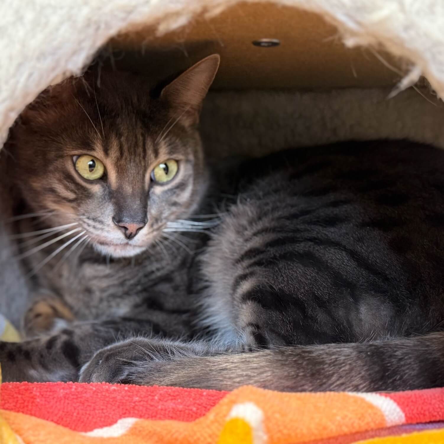 getigerte Katze liegt entspannt im Katzenversteck tierheim Pinzgau Tierschutz Zell am See