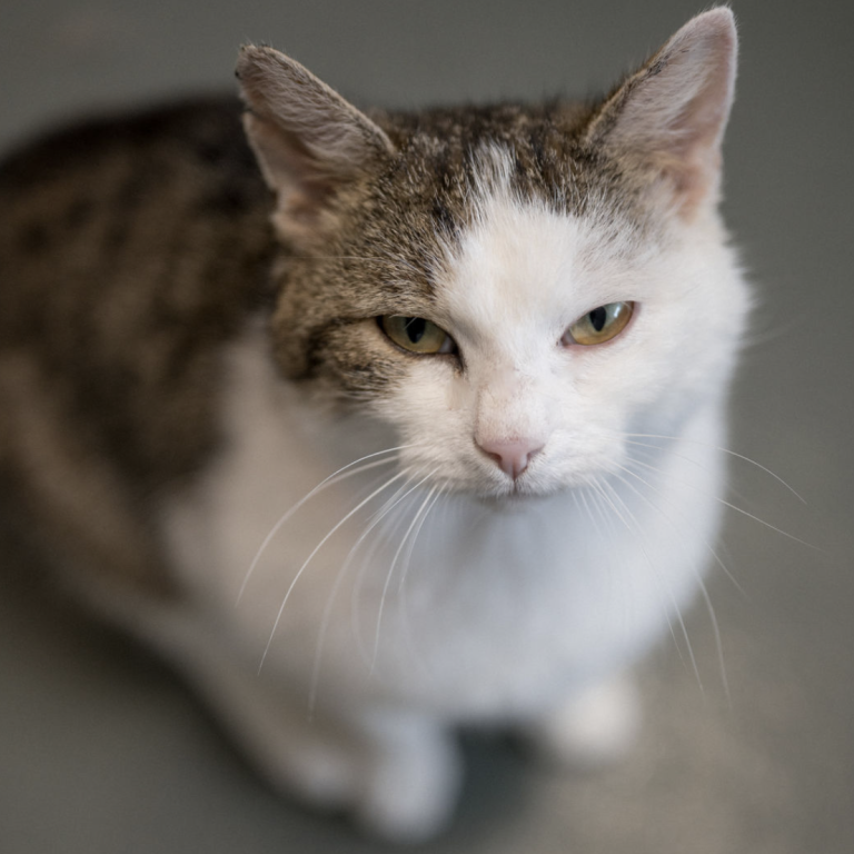 Zwei Hunde und eine Katze liegen entspannt auf einer Decke im Tierheim Pinzgau