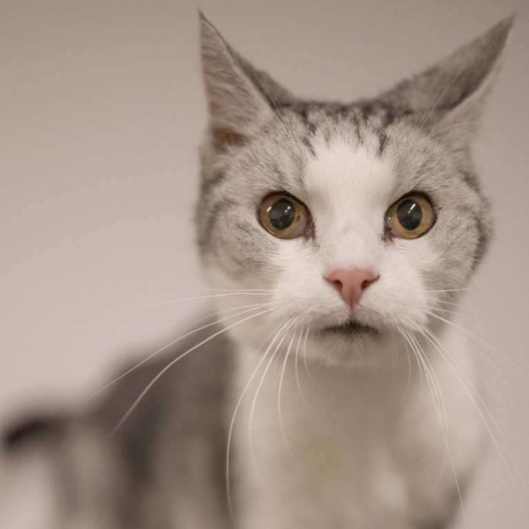 Zwei Tierpfleger streicheln Hund und Katze im Außengehege des Tierheims Pinzgau Zell am See