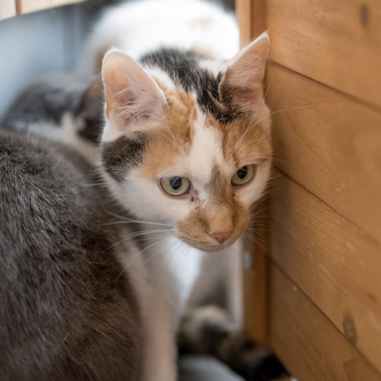 Zwei Tierpflegerinnen streicheln Hund und Katze im Tierheim Pinzgau, Fokus auf Tierliebe