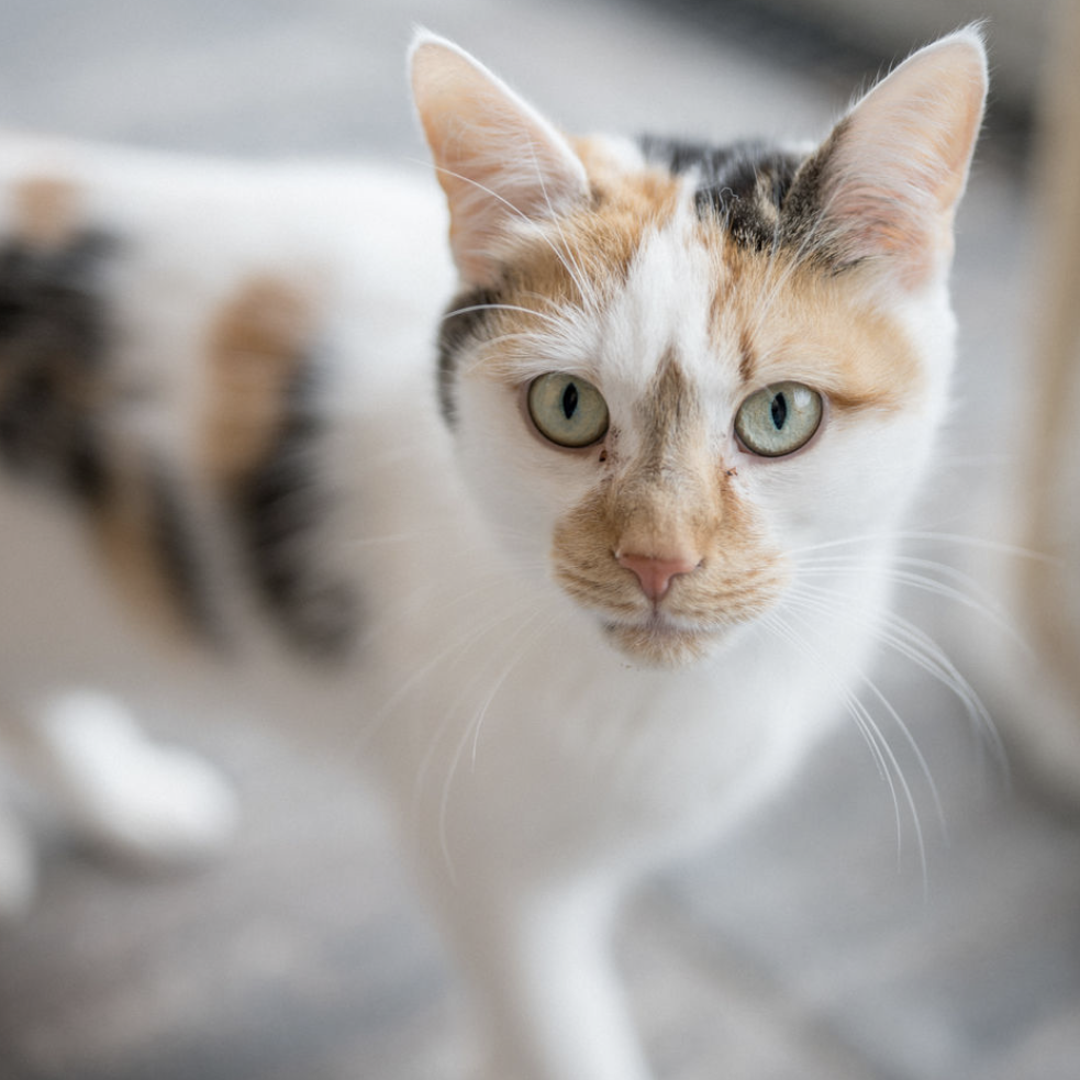 Zwei Hunde und eine Katze liegen entspannt nebeneinander auf einer bunten Decke im Tierheim Pinzgau