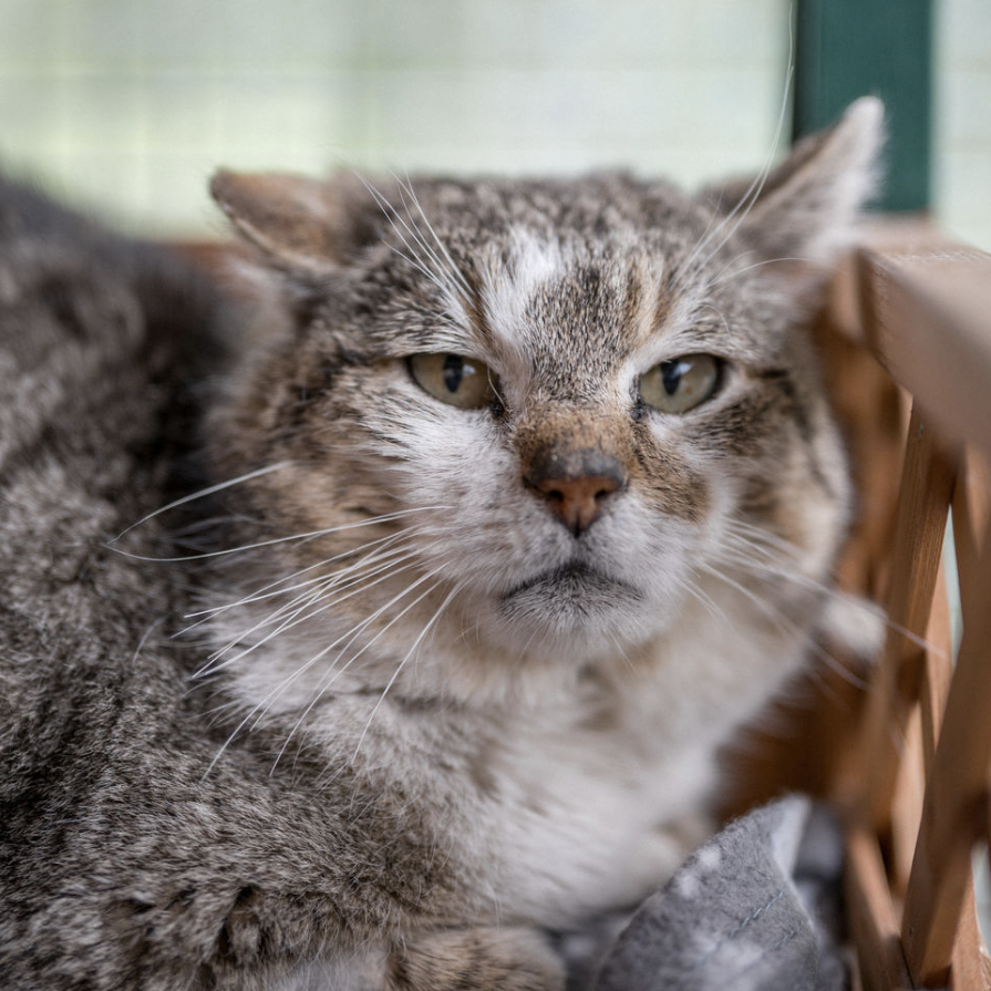 Zwei Hunde und eine Katze liegen entspannt auf Decken im Tierheim Pinzgau, Zell am See