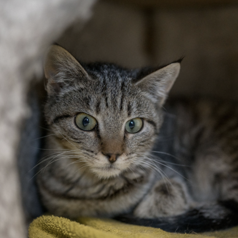 Zwei Hunde und eine Katze liegen entspannt auf einer Decke im Tierheim Pinzgau Zell am See