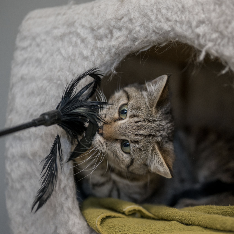 Zwei Hunde und eine Katze sitzen nebeneinander im Tierheim Pinzgau, warten auf Adoption
