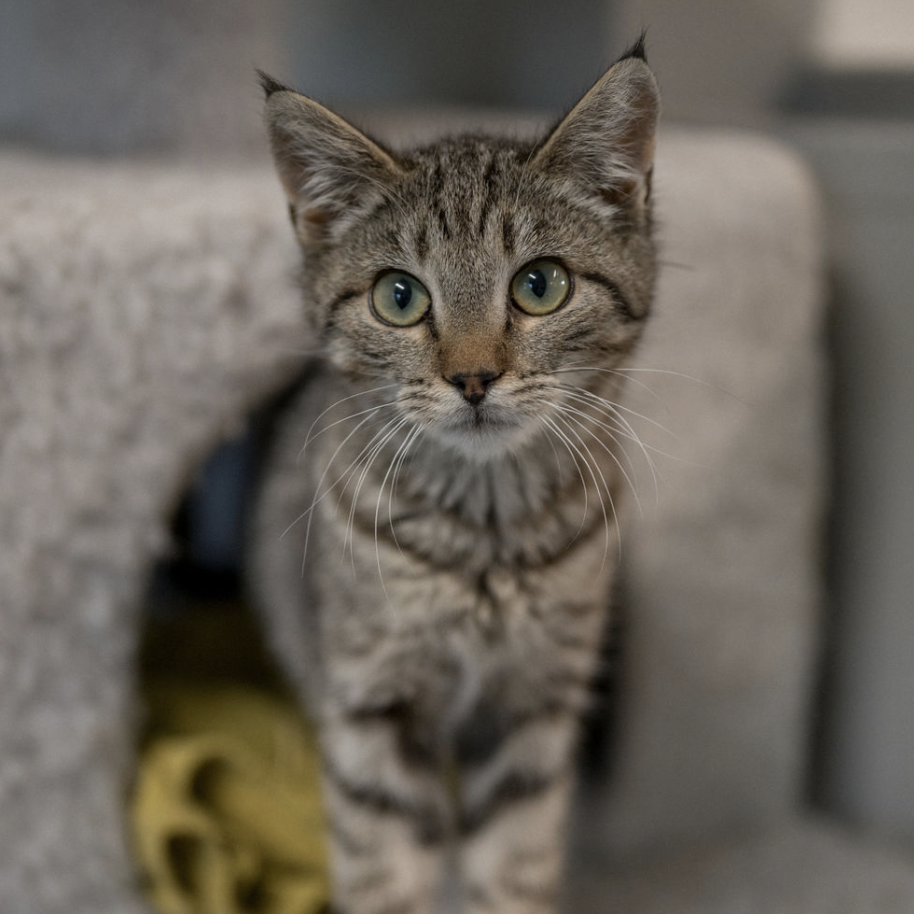 Zwei Hunde und eine Katze liegen entspannt auf Decken im Tierheim Pinzgau, Zell am See