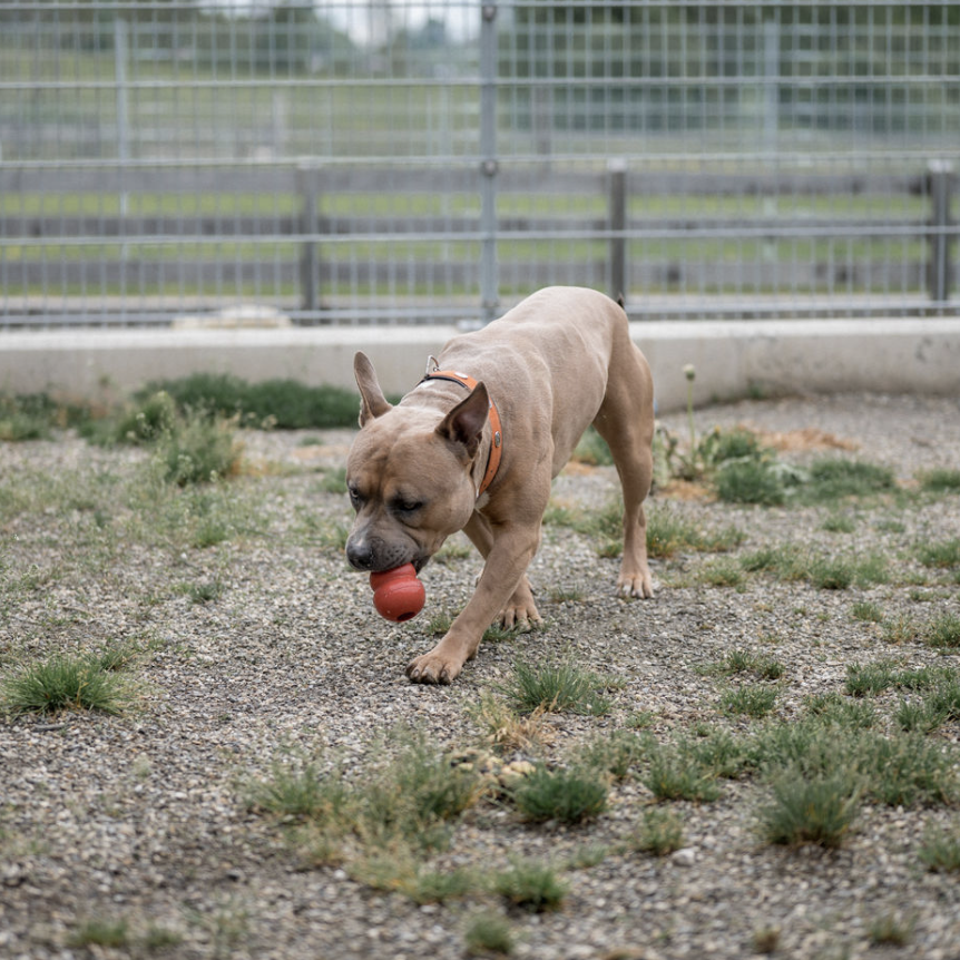 Zwei Tierpflegerinnen streicheln Hund und Katze im Tierheim Pinzgau, Zell am See