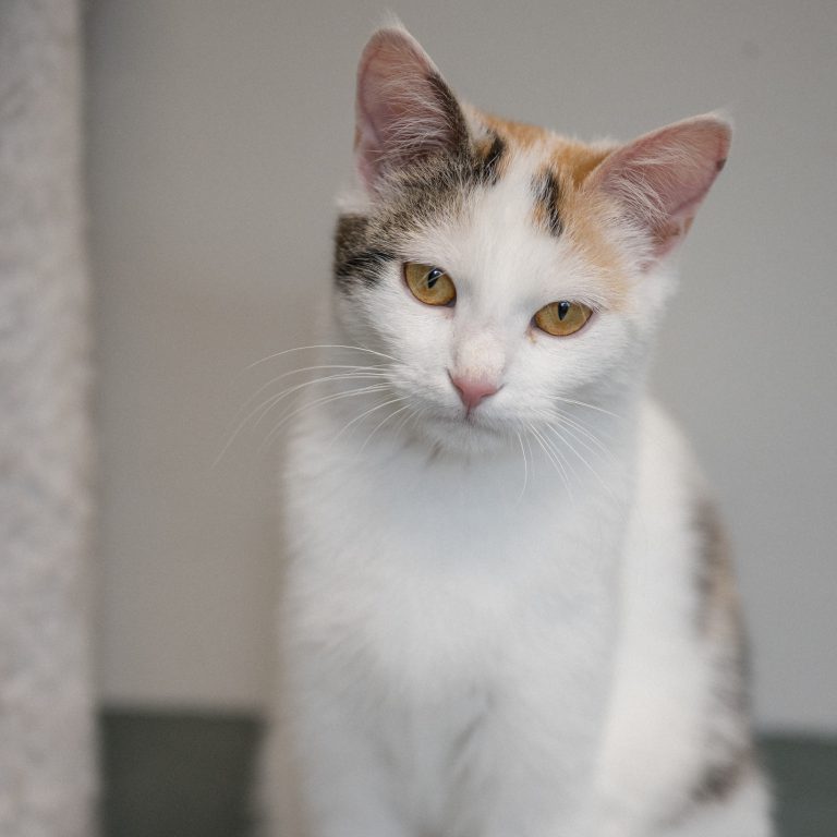 Mehrere Hunde und Katzen in gepflegten Gehegen, Tierheim Pinzgau, engagierter Tierschutz Zell am See