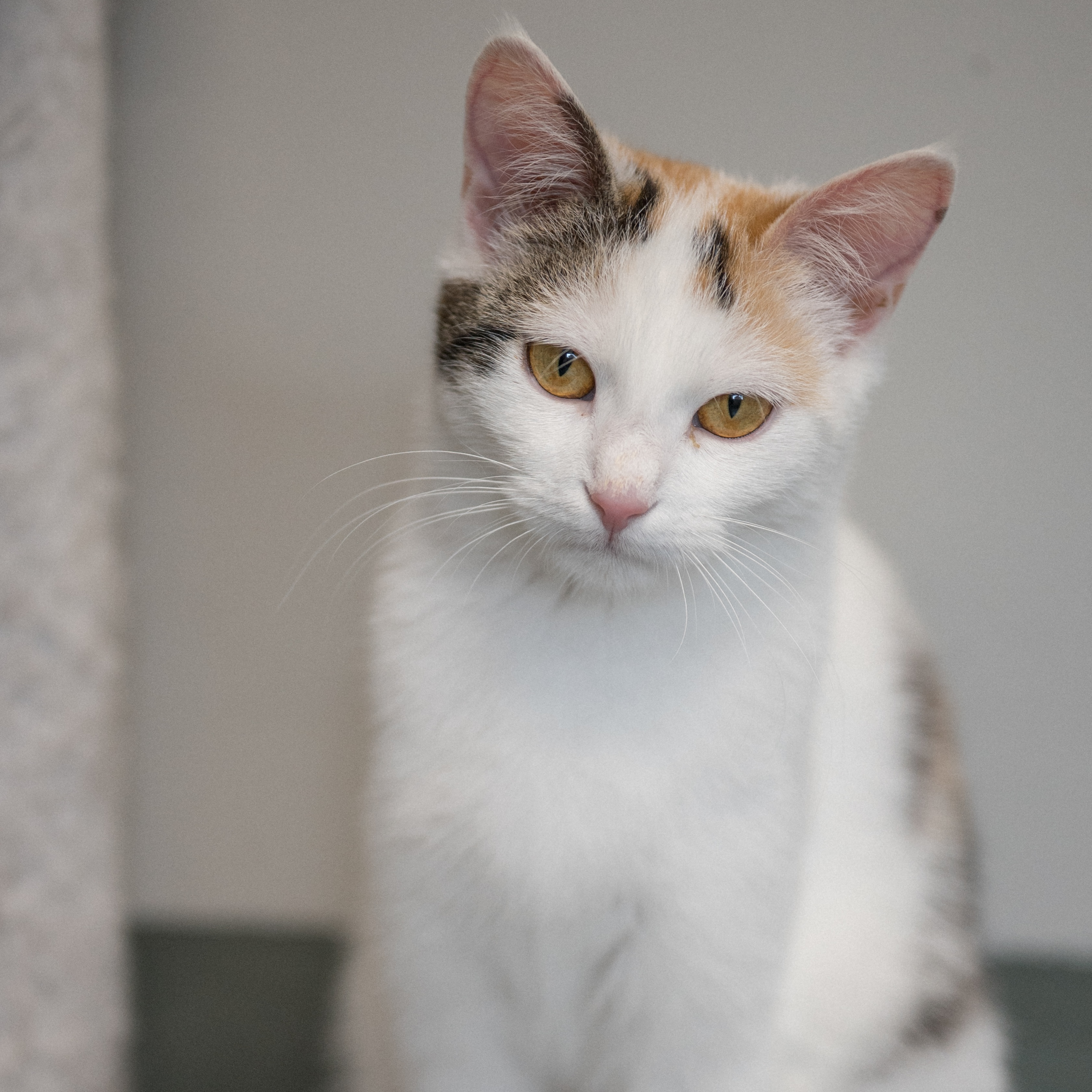 Mehrere Hunde und Katzen in gepflegten Gehegen, Tierheim Pinzgau, engagierter Tierschutz Zell am See