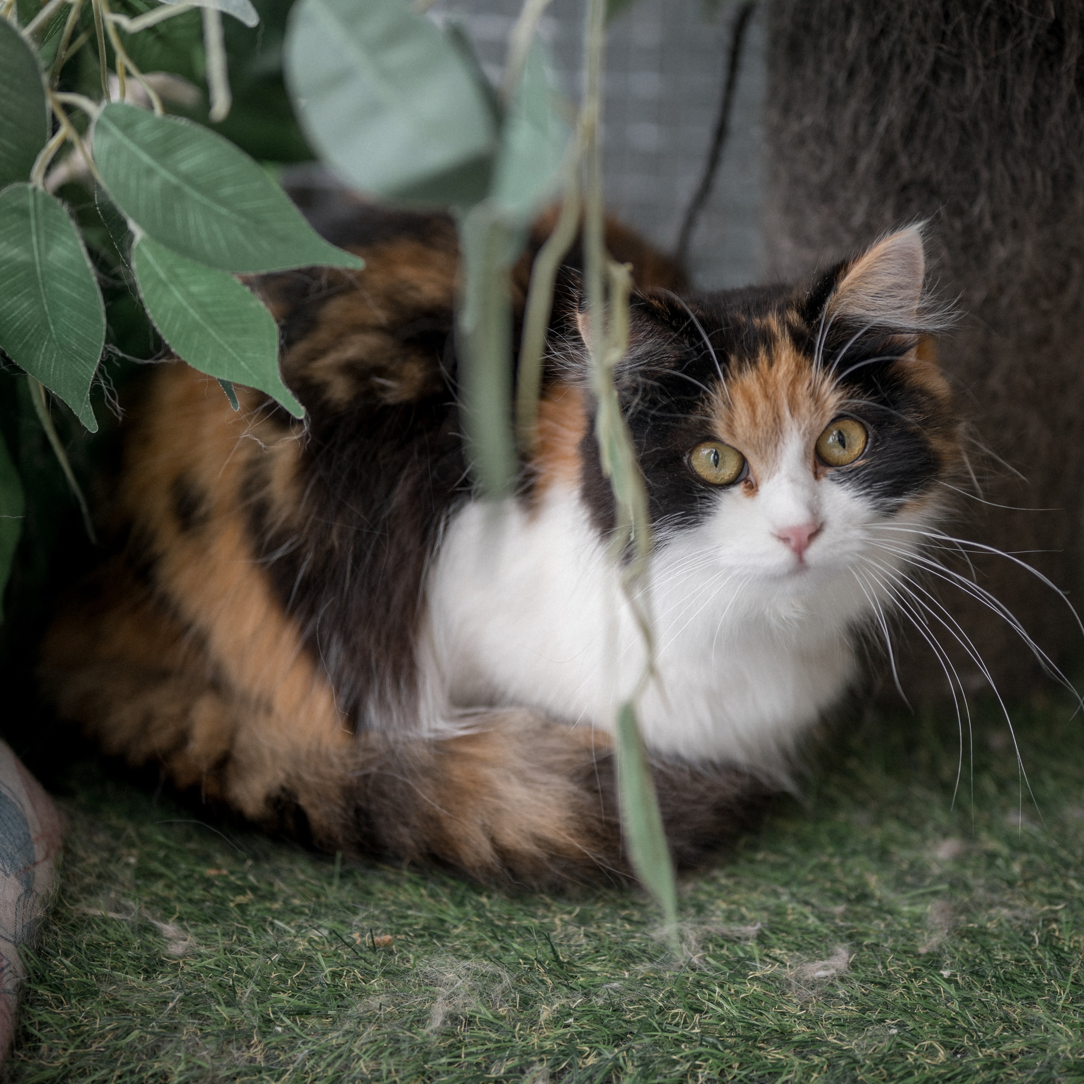 Zwei Hunde und eine Katze liegen entspannt im Tierheim Pinzgau, liebevolle Betreuung