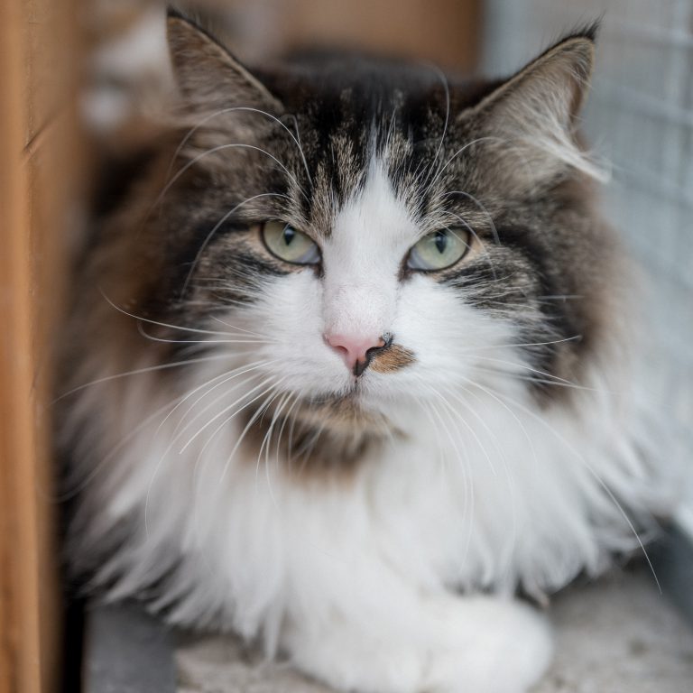 Zwei Hunde und eine Katze liegen entspannt im Tierheim Pinzgau, umgeben von liebevoller Betreuung