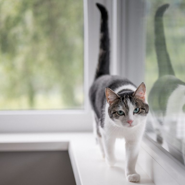 Mehrere Hunde und Katzen in gepflegten Gehegen im Tierheim Pinzgau, Zell am See