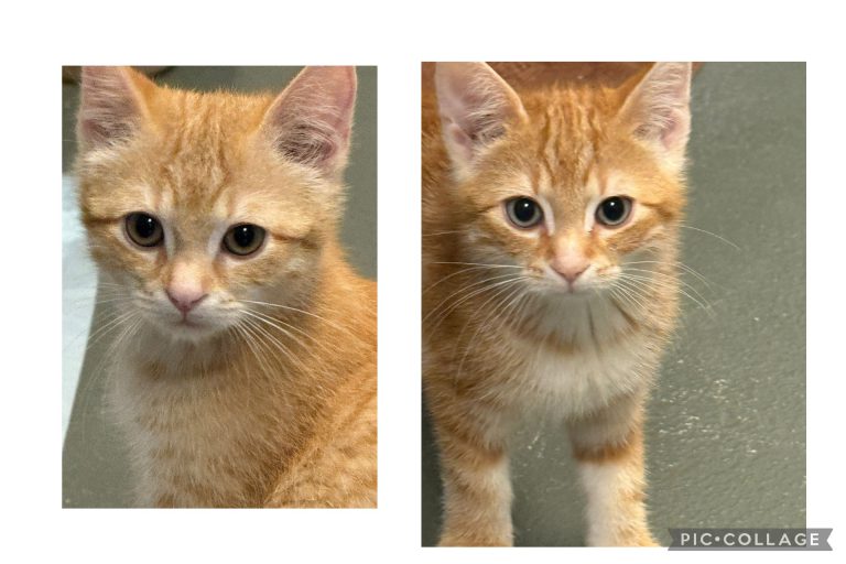 Zwei junge orangefarbene Katzen suchen im Tierheim Zell am See ein neues Zuhause