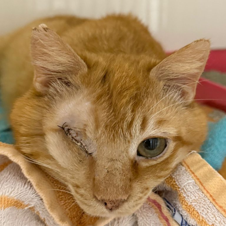 Zwei Hunde und eine Katze liegen entspannt auf Decken im Tierheim Pinzgau