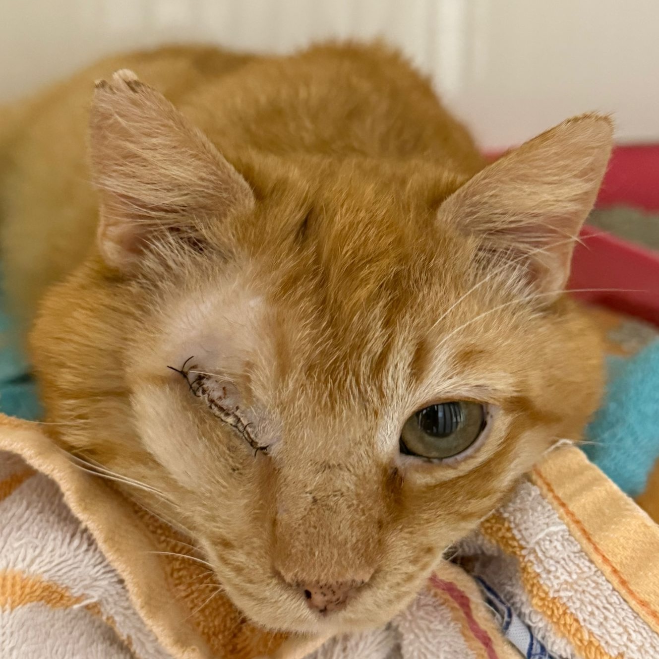 Zwei Hunde und eine Katze liegen entspannt auf Decken im Tierheim Pinzgau