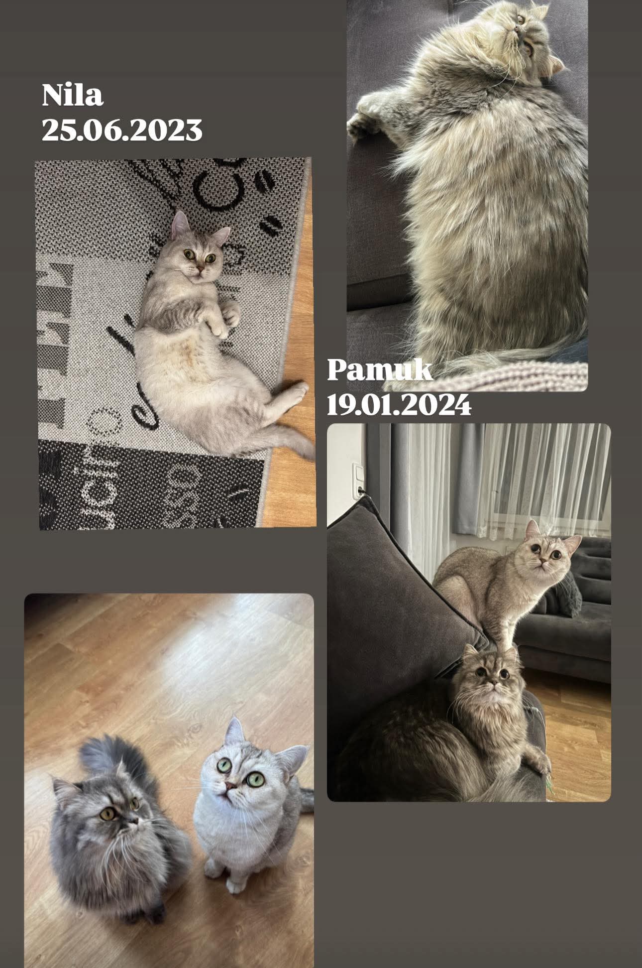Zwei Katzen liegen und sitzen in einer Wohnung