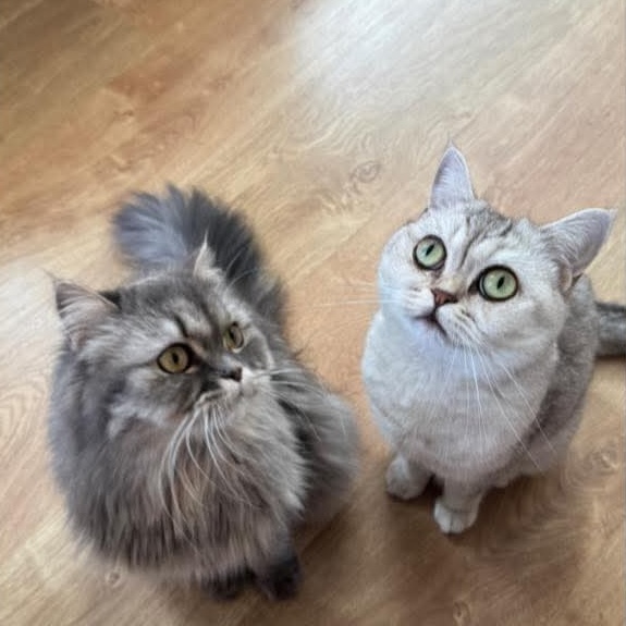 Zwei Katzen sitzen nebeneinander auf Holzboden