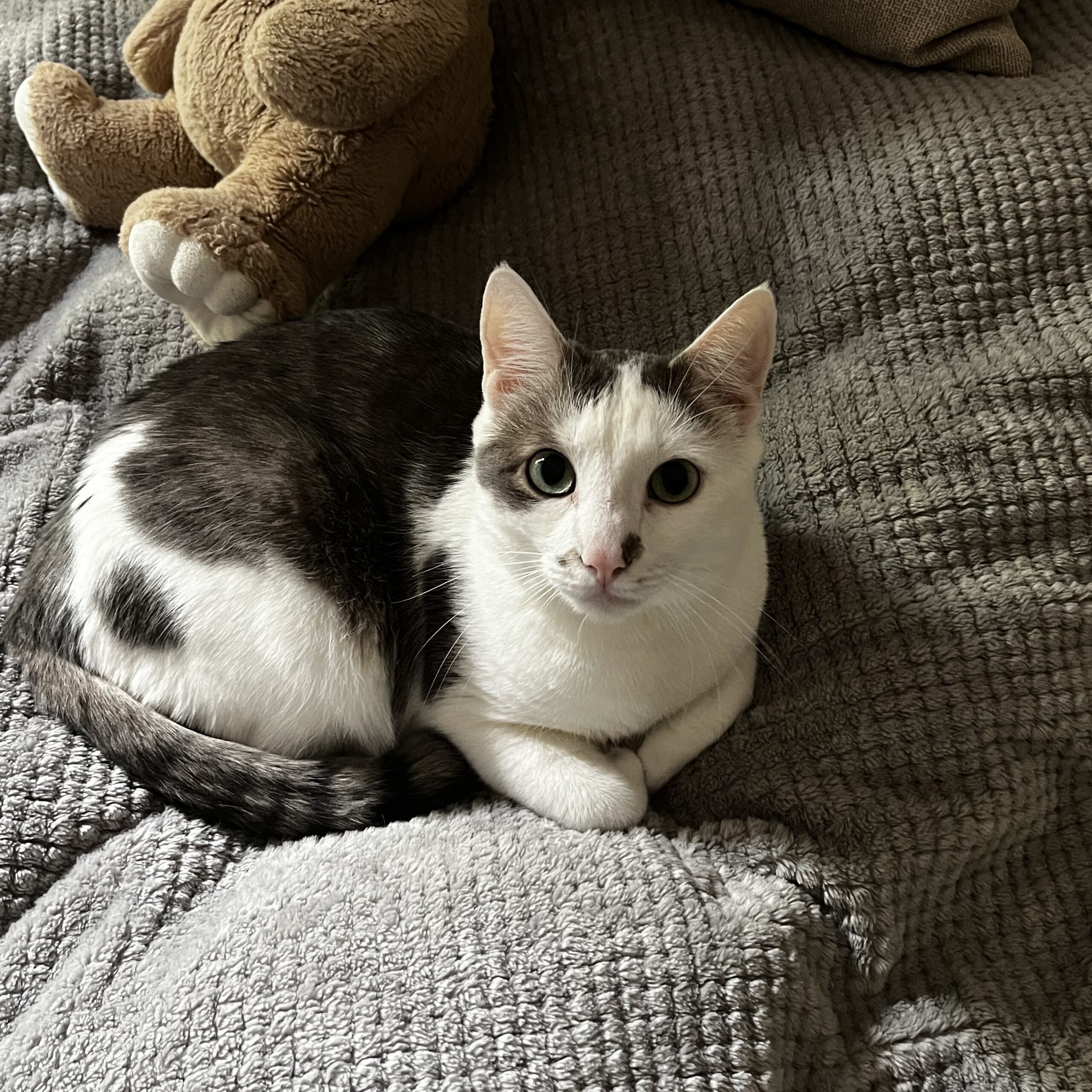 Weiß-grau getigerte Katze liegt auf grauer Decke